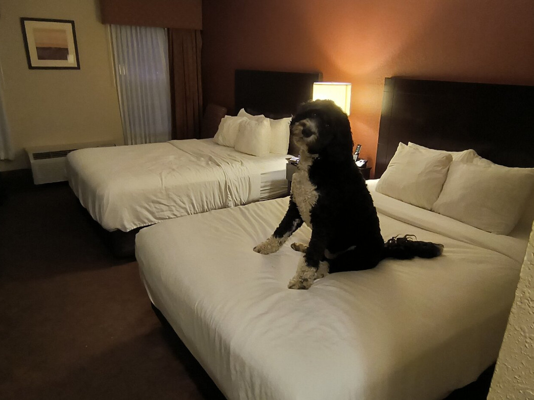 Comfort Inn & Suites And Conference Center主图