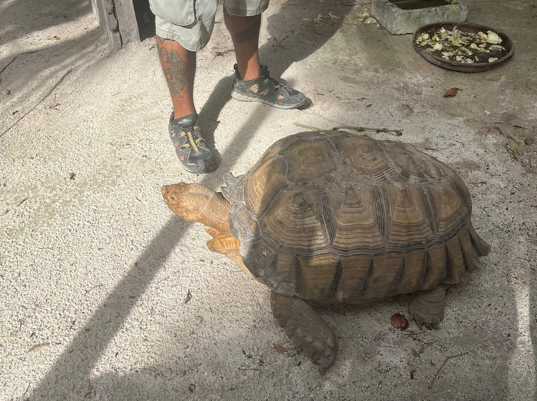 Akumal Monkey Sanctuary & Rescued Animals-艾库玛尔必去景点