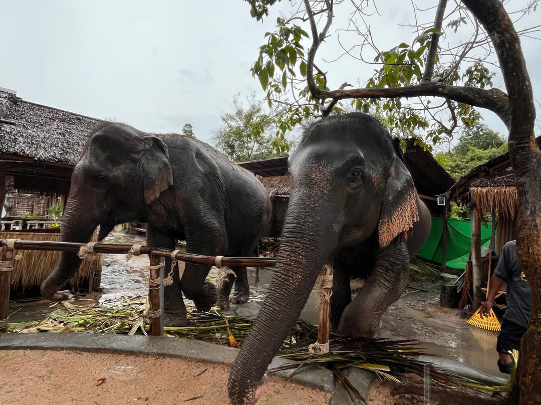 I Love Elephant Samui-Na Mueang必去景点