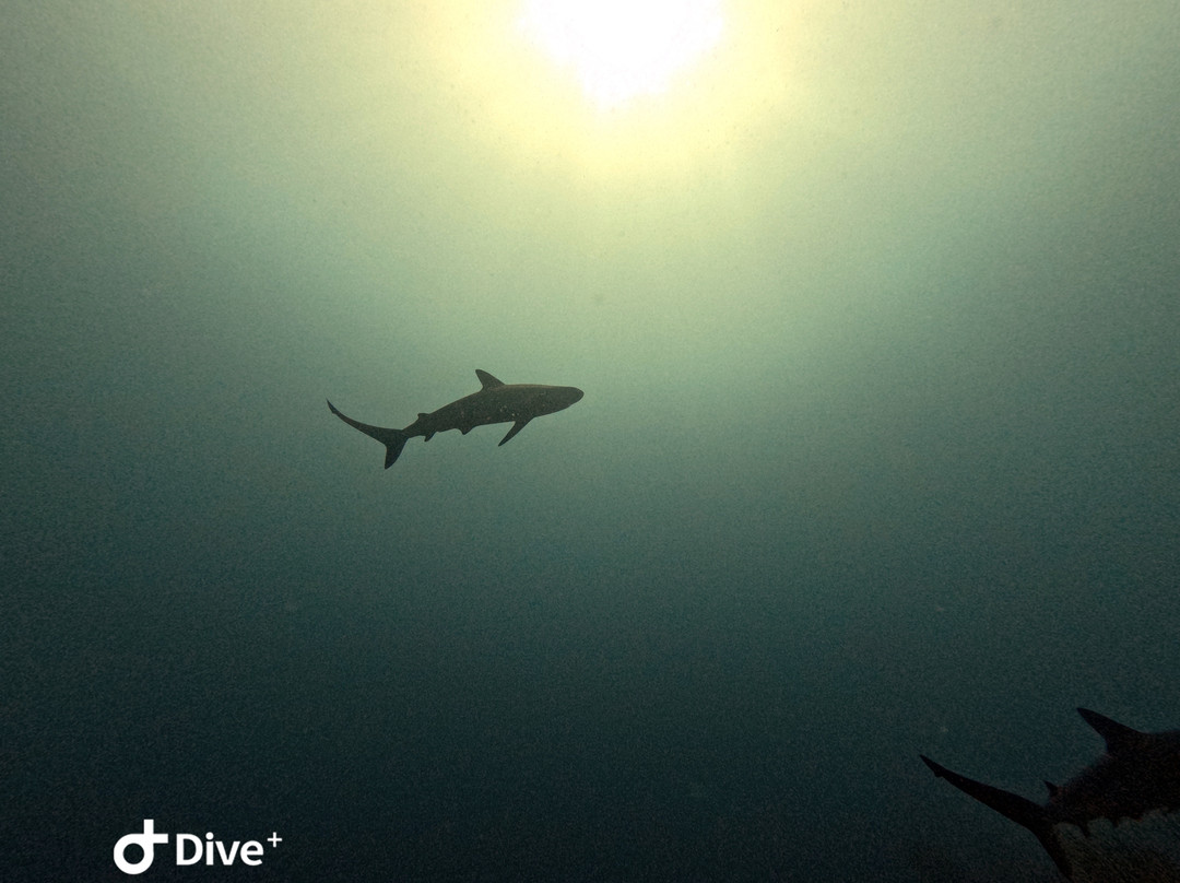 Antigua Scuba School-Jolly Harbour必去景点