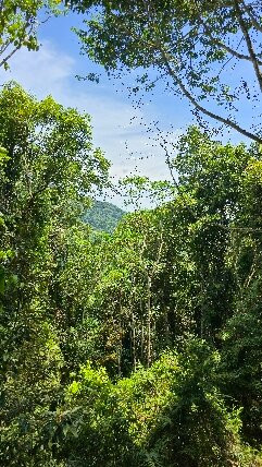 Mamu Tropical Skywalk-因尼斯费尔必去景点