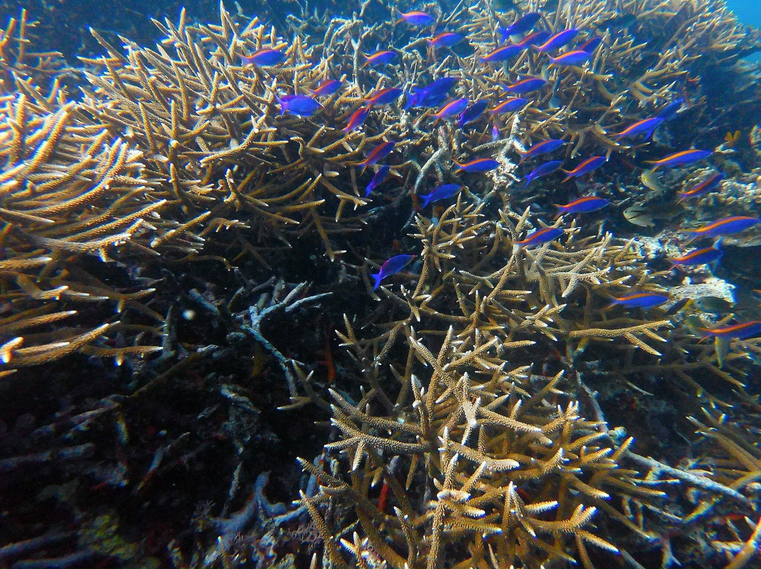 Miguel's Diving Gorontalo-哥伦打洛必去景点