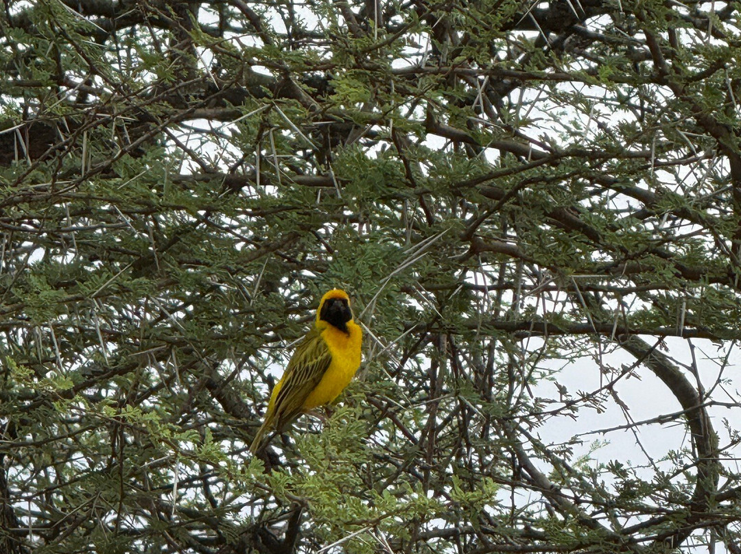 Wild Photo Africa Safaris-尼斯普鲁特必去景点