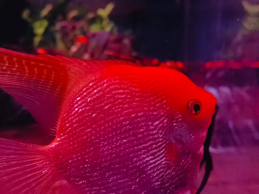 Aquarium Paradise-班加罗尔必去景点