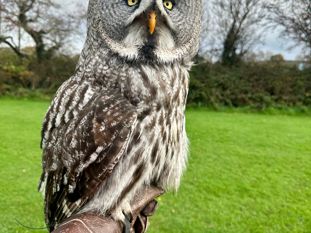 Falconry Kerry-基拉尼必去景点
