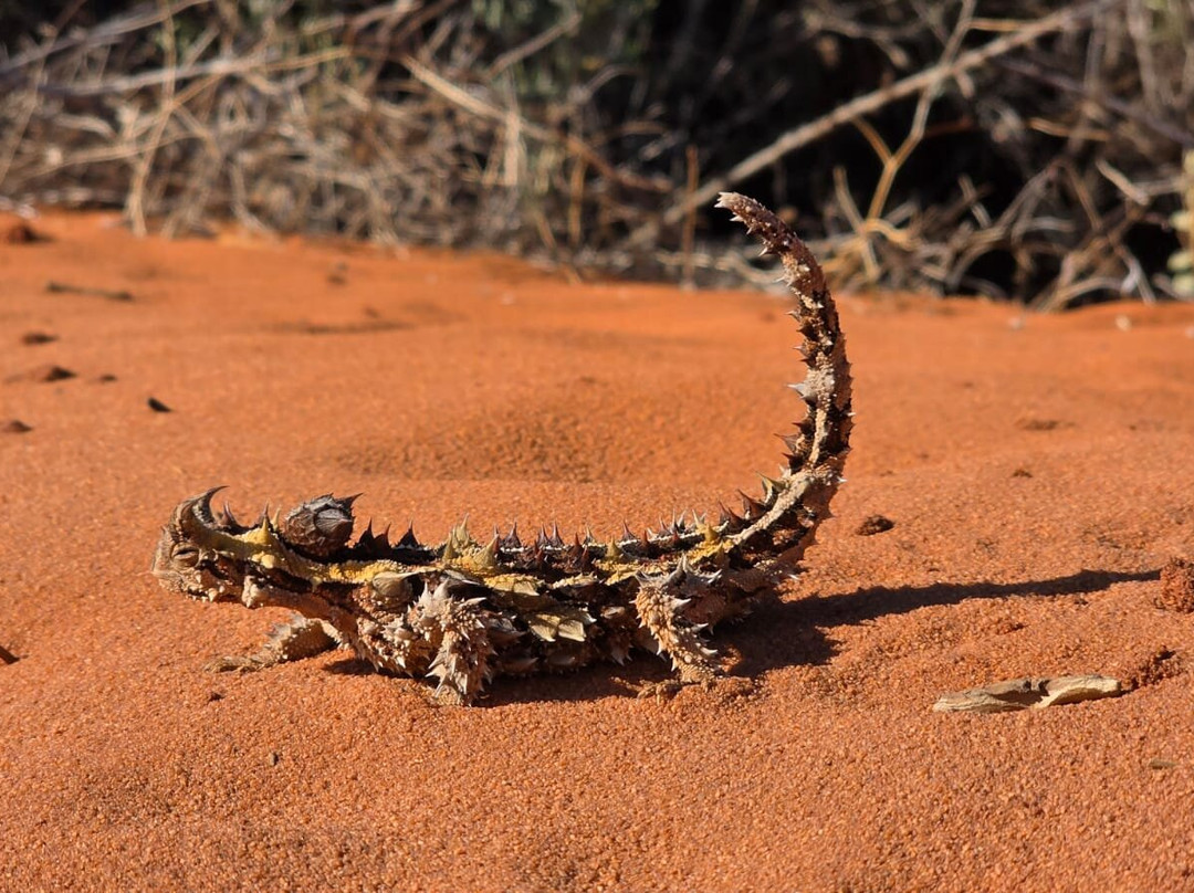Wildsights-德纳姆必去景点