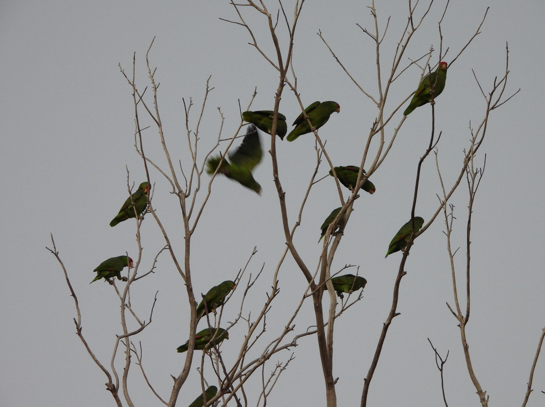 Joe and Tony Oliveira Park-布朗斯维尔必去景点