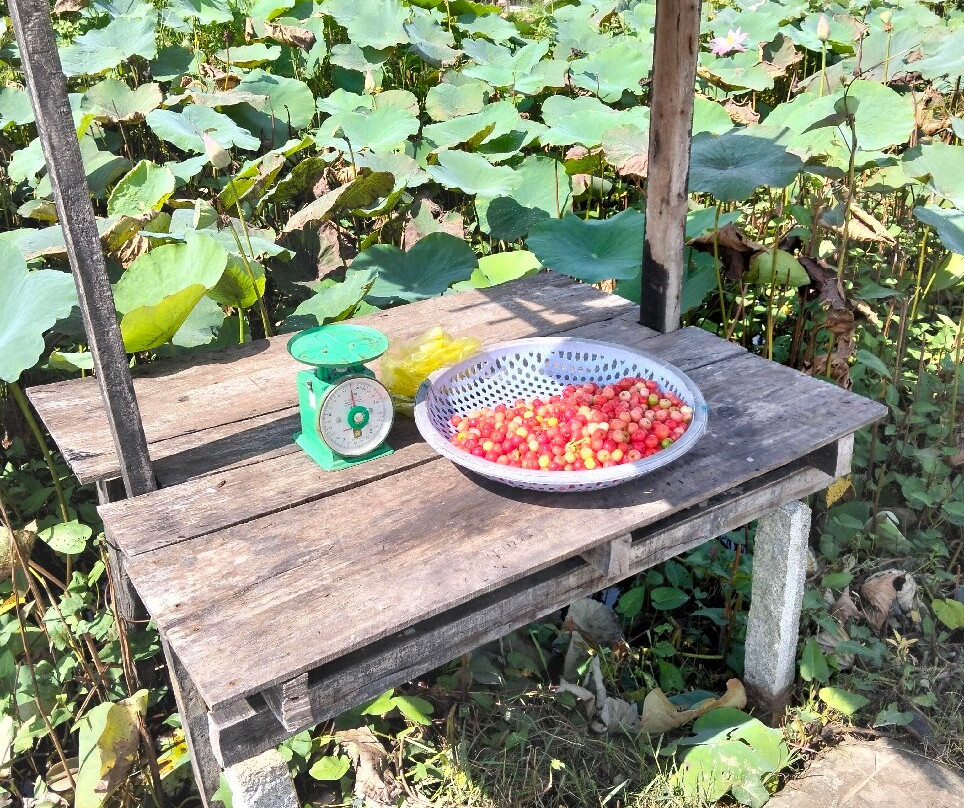 Alden Travel-朱笃必去景点