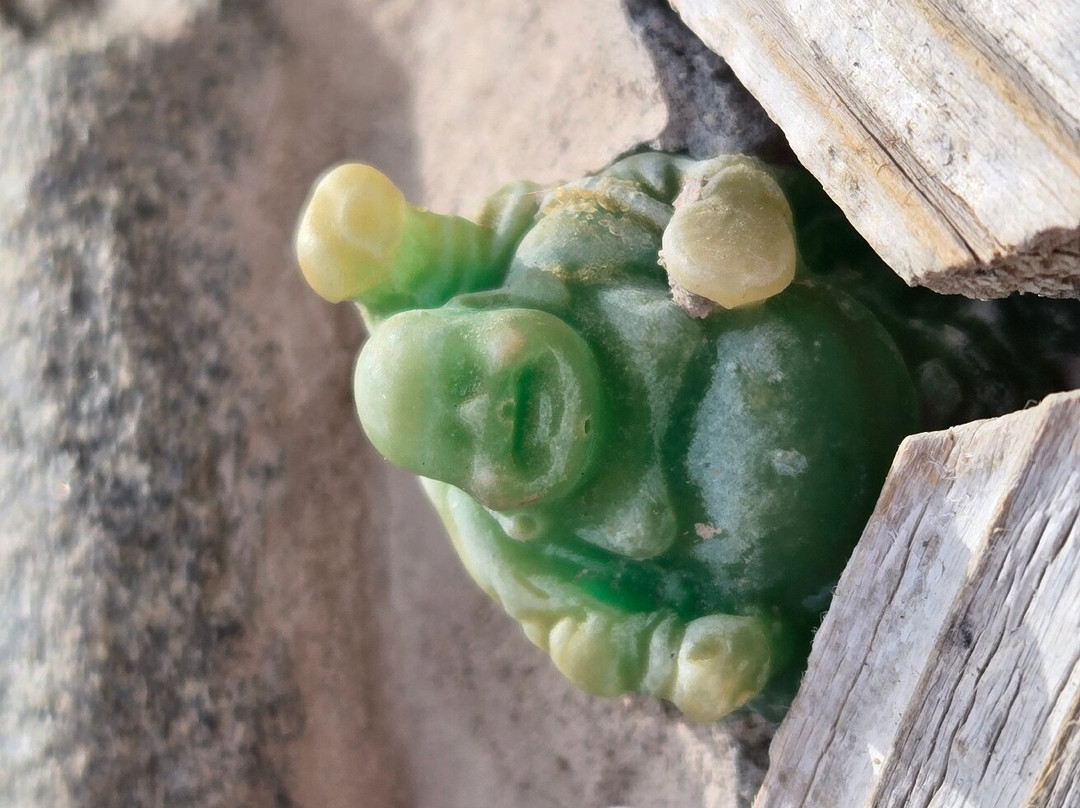 El Dorado Hot Springs-Tonopah必去景点