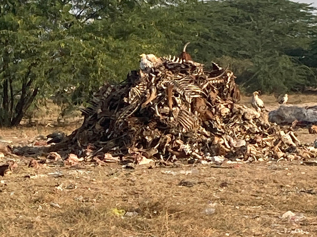 Jorbeer Conservation Reserve-碧卡内必去景点