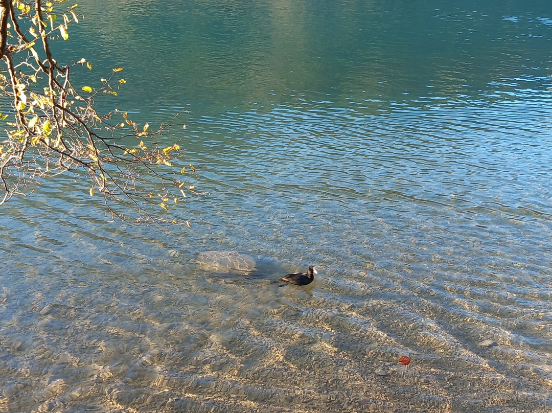 Lago Di Cavazzo-Cavazzo Carnico必去景点