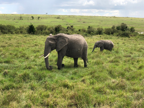 Maleki Tours&Safaris-内罗毕必去景点