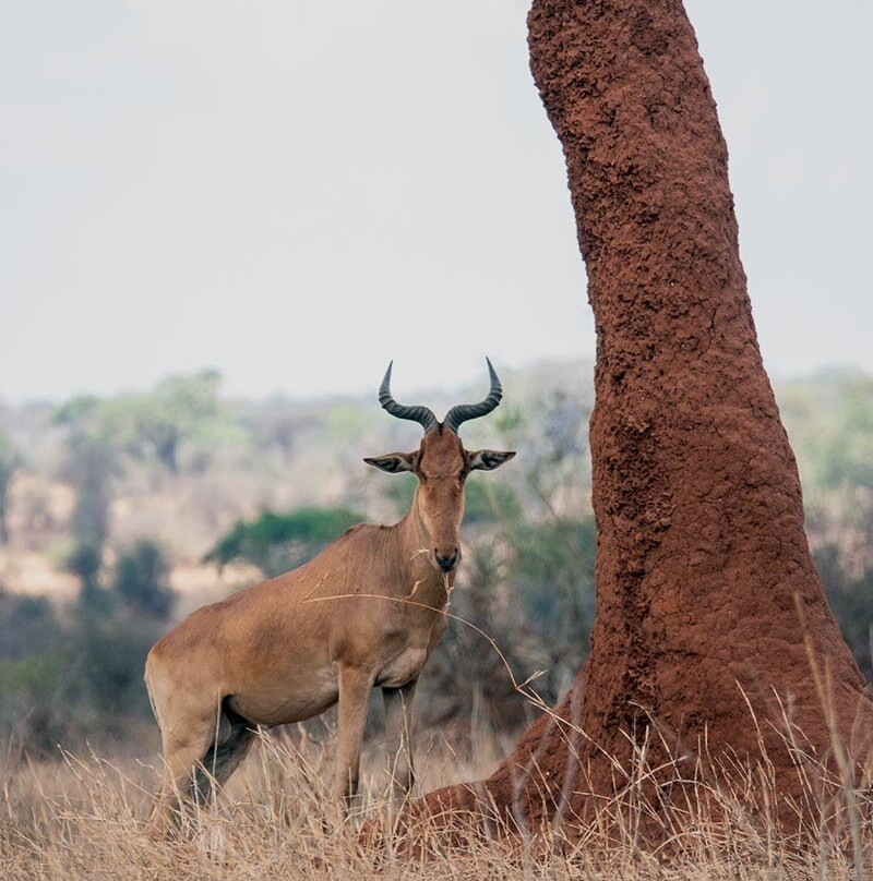 Leopard Tours Limited-阿鲁沙必去景点