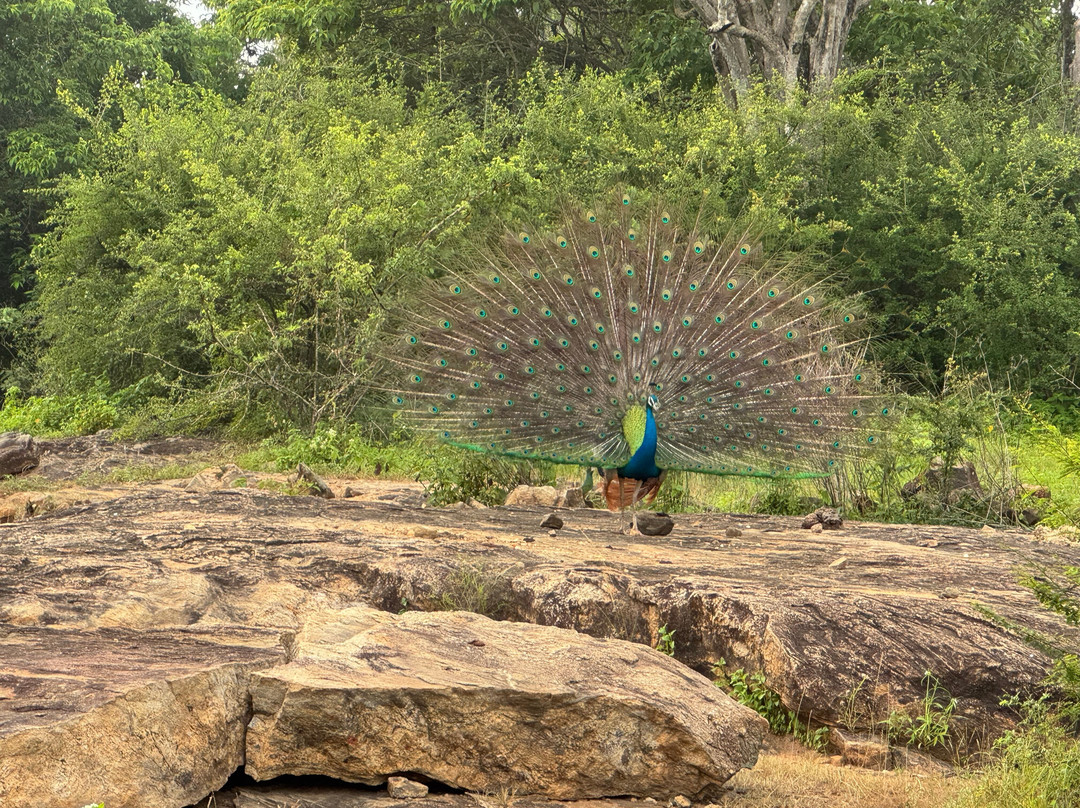 Udawalawe Safari Jeep With Guides-乌达瓦拉维国家公园必去景点