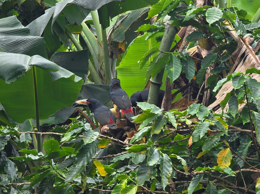 Cafe & Cacao Tour Bijagua-Bijagua de Upala必去景点