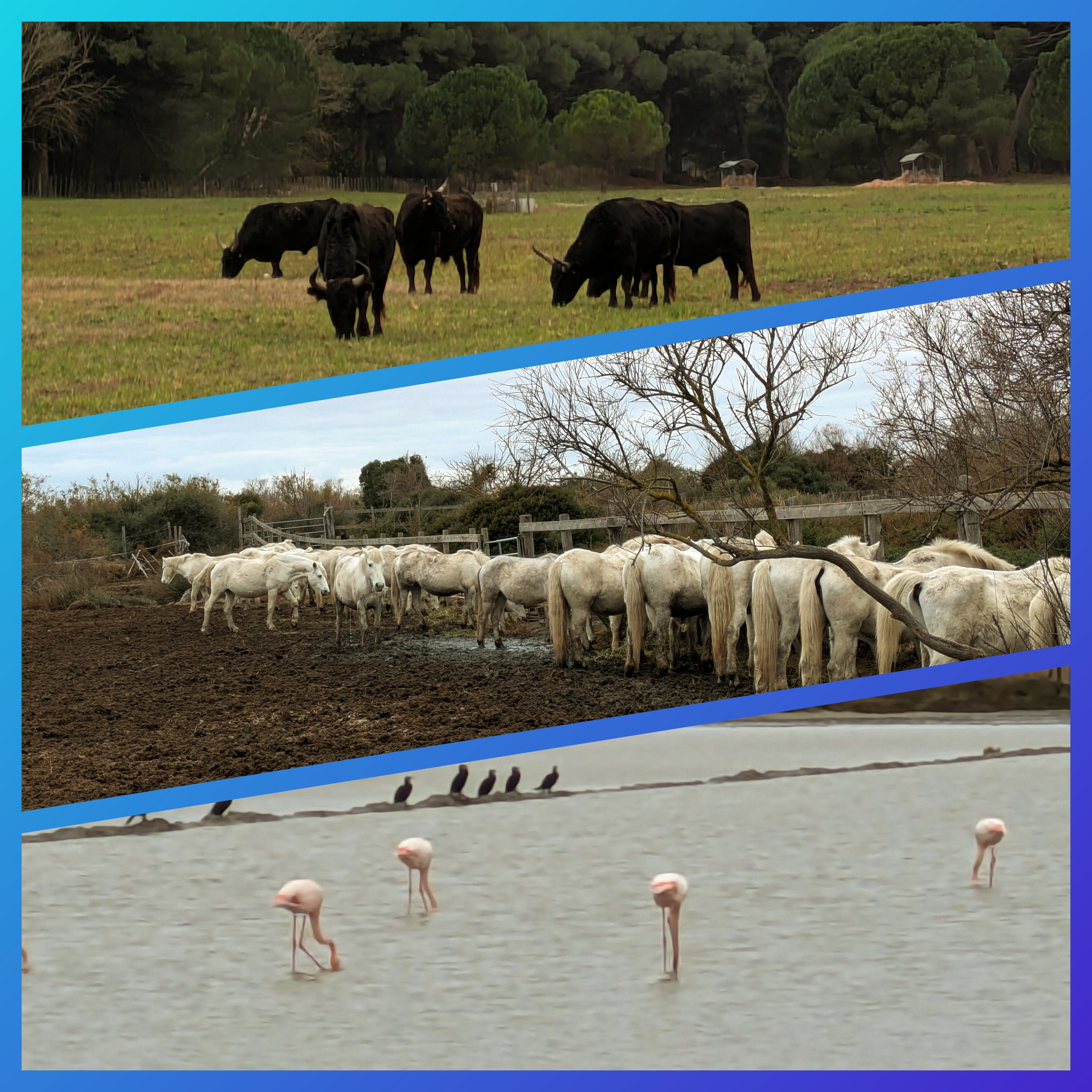 Hôtel Thalazur Port Camargue-官方