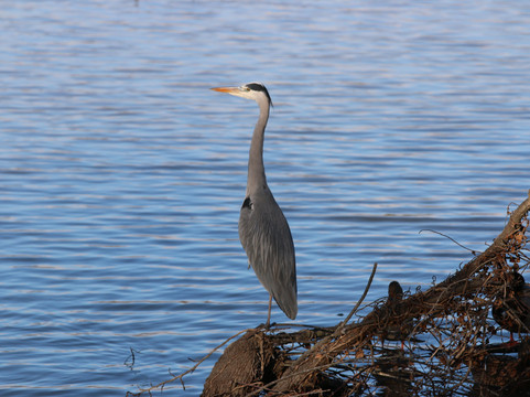 Parc Natural dels Aiguamolls de l'Emporda-罗塞斯必去景点