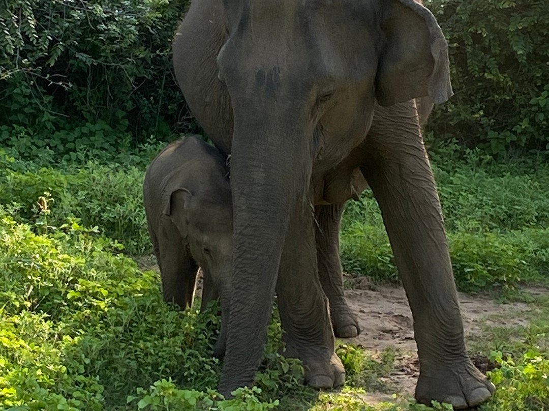 My Driver Sri Lanka-卡图纳耶克必去景点
