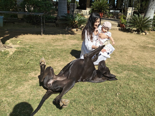 Jhadol Safari Resort主图