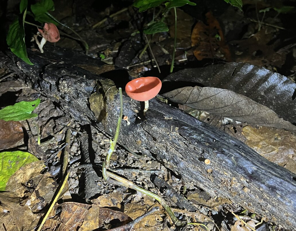 Jungle Night Walk-卡维塔必去景点
