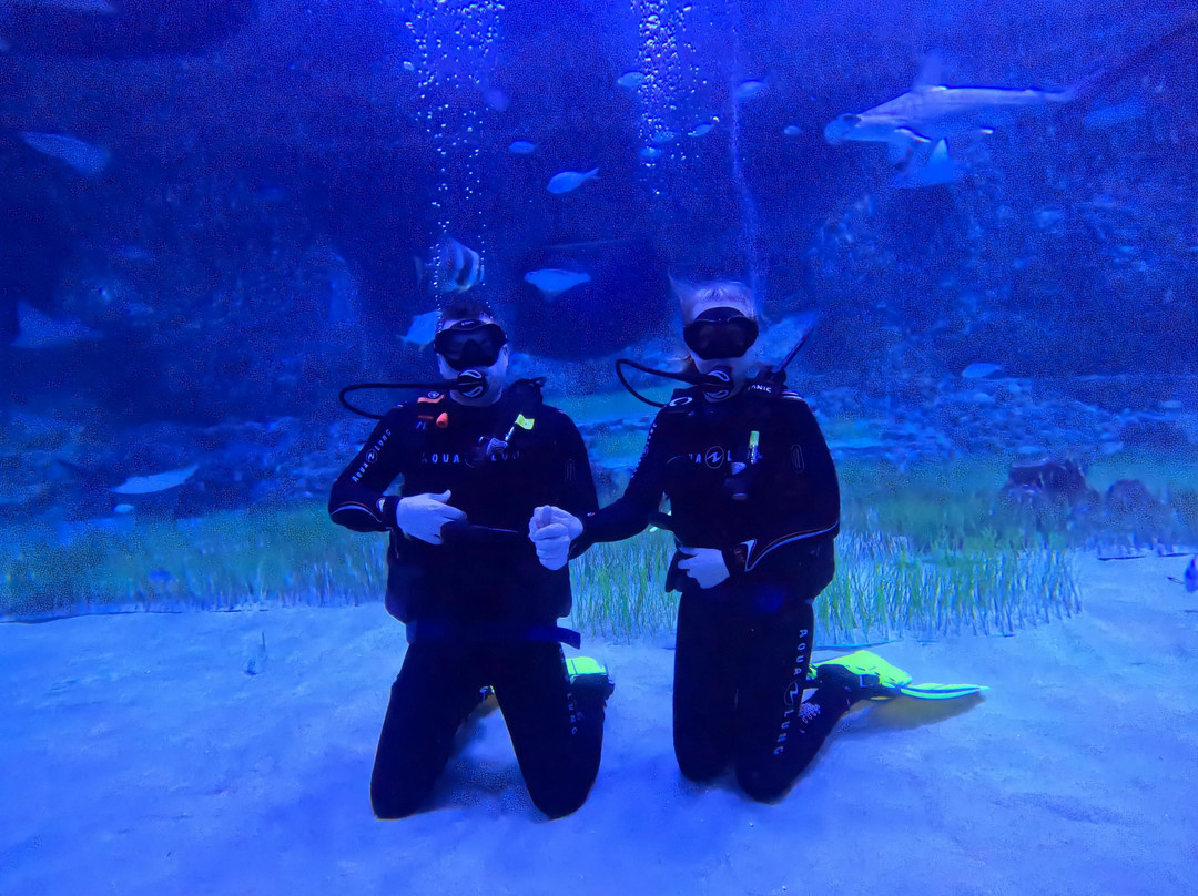 The National Aquarium Abu Dhabi-阿布扎比必去景点