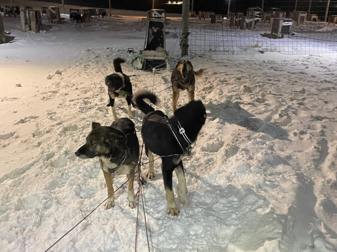 Green Dog Svalbard-朗伊尔城必去景点