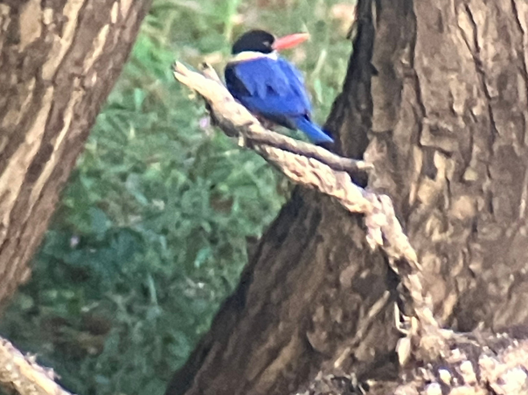 SVC野生动物保护区-暹粒必去景点