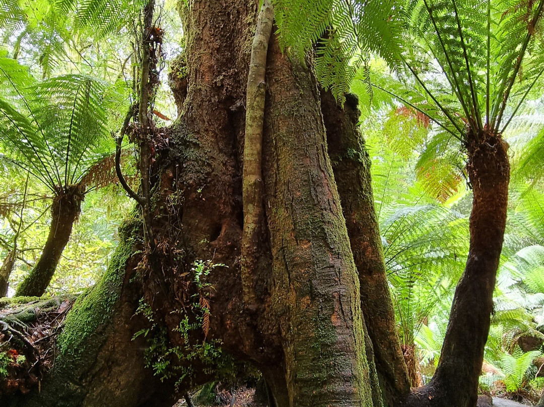 梅茨雷斯特热带雨林-阿波罗湾必去景点