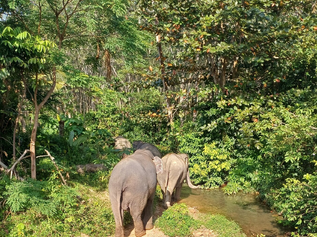 Lanta Island Safari - Elephant Lover-Khlong Hin必去景点