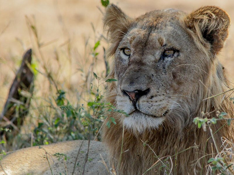 Moholoholo Wildlife Rehabilitation Centre-霍德斯普鲁特必去景点