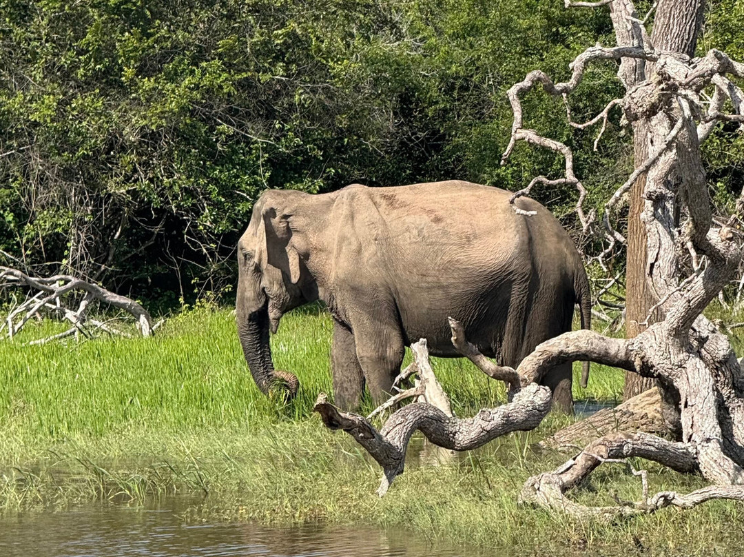 Jami River Side Hotel & Yala Safari Place主图