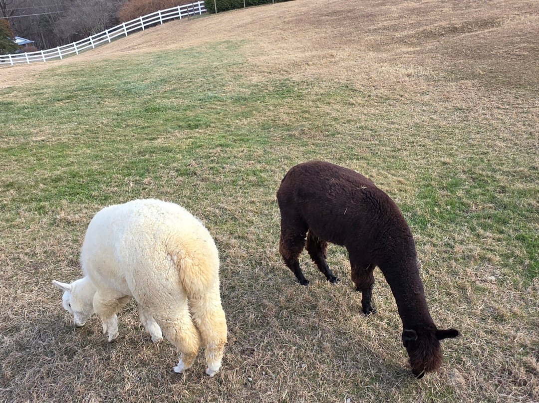 Winchester Creek Farm-韦恩斯维尔必去景点