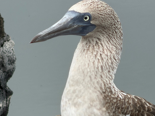 Uniquely Galapagos-阿约拉港必去景点