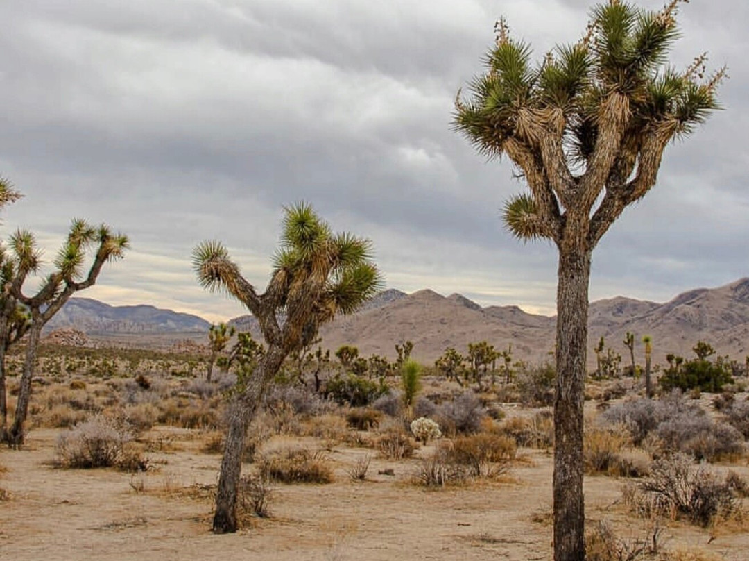 Joshua Tree National Park-约书亚树必去景点
