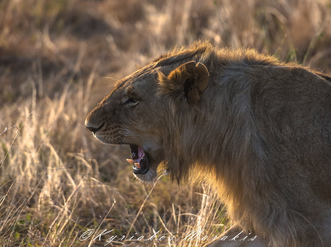 Africa Vision Safaris Tours and Travel-内罗毕必去景点