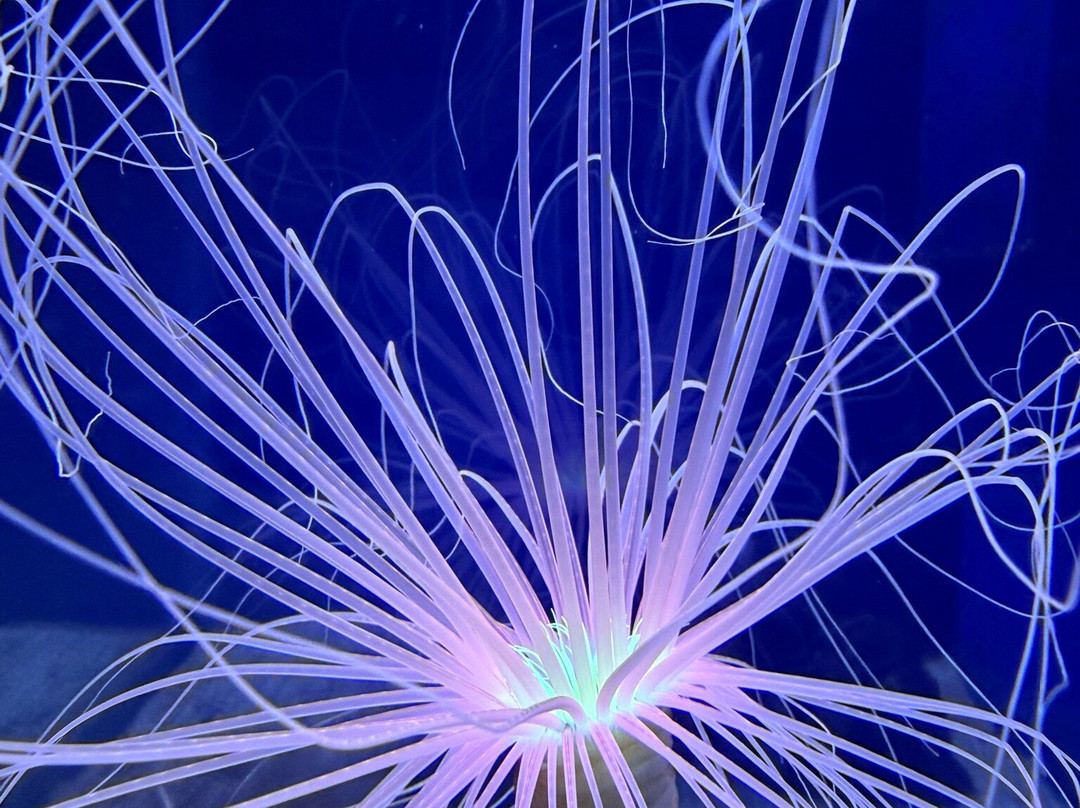 Aquarium de Biarritz-比亚里茨必去景点