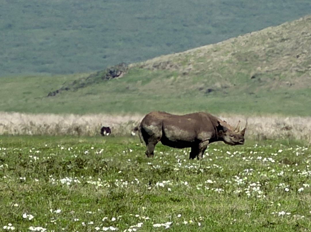 Roy Safaris-阿鲁沙必去景点