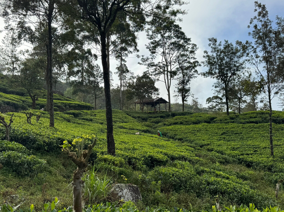 Paradise Island Safari-Gampola必去景点
