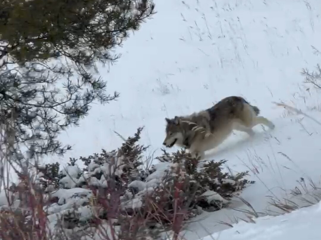 Back Country Adventures-西黄石镇必去景点