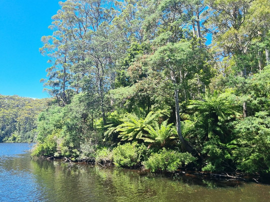 Arthur River Cruises-Arthur River必去景点