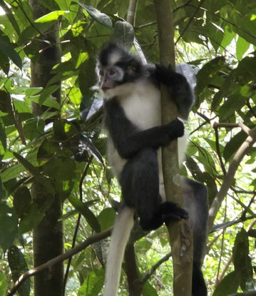 Explore Sumatra Wonder-武吉拉旺必去景点