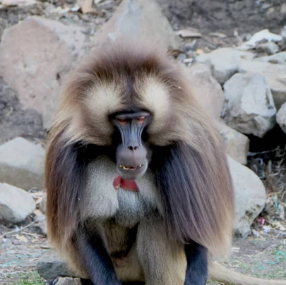 Bale Trek Ethiopia Tours-Goba必去景点