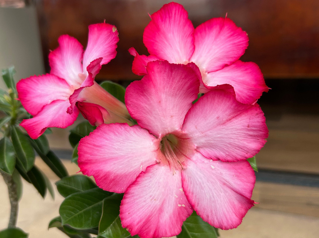 Eco Adventure Tour-Parnaiba必去景点