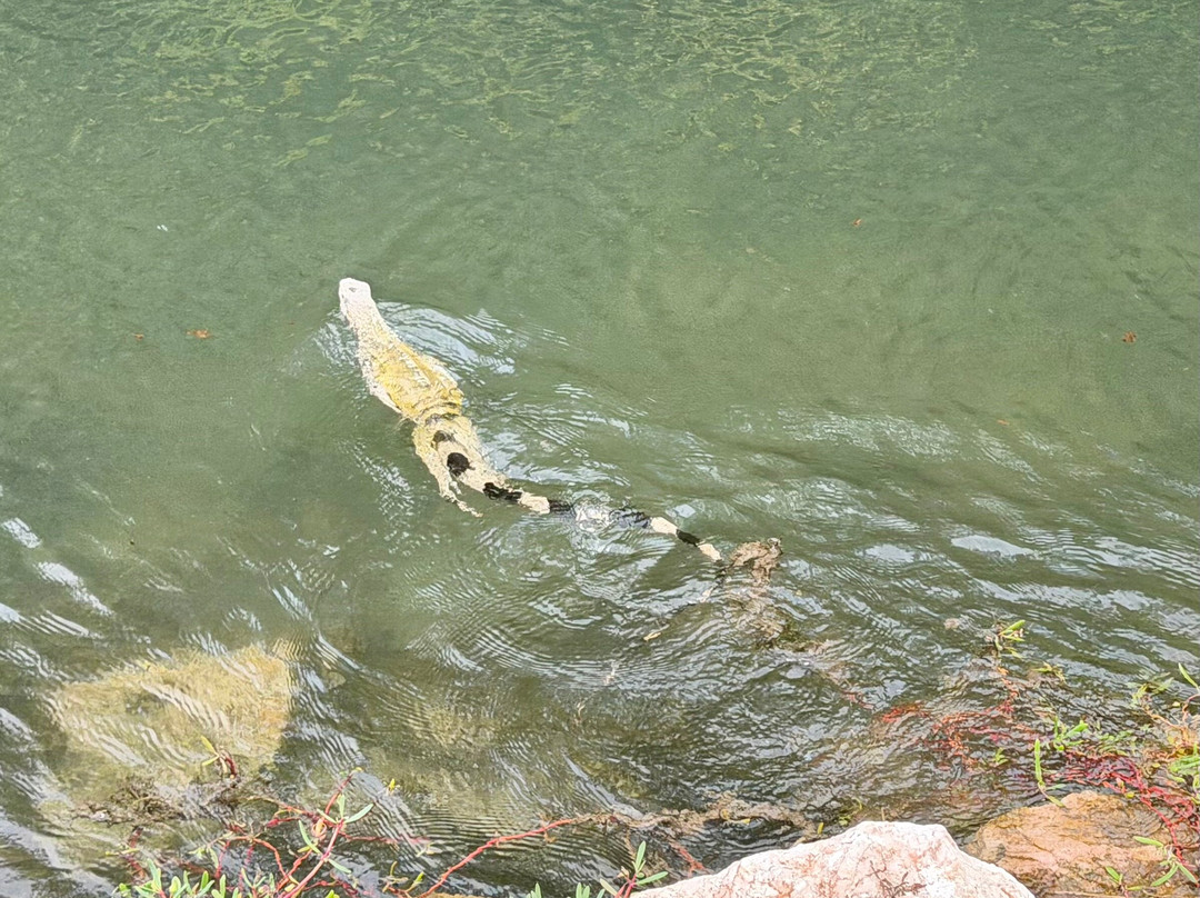 Curaçao Rif Mangrove Park
