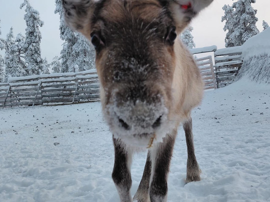 Saariselka Reindeer Farm-撒利塞卡必去景点