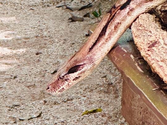 Akumal Monkey Sanctuary & Rescued Animals-艾库玛尔必去景点