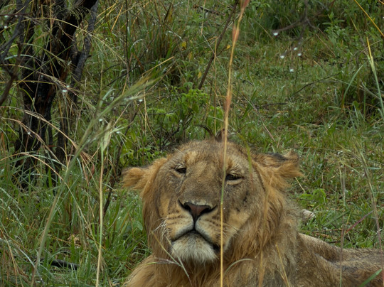 Bigfoot Adventures-内罗毕必去景点