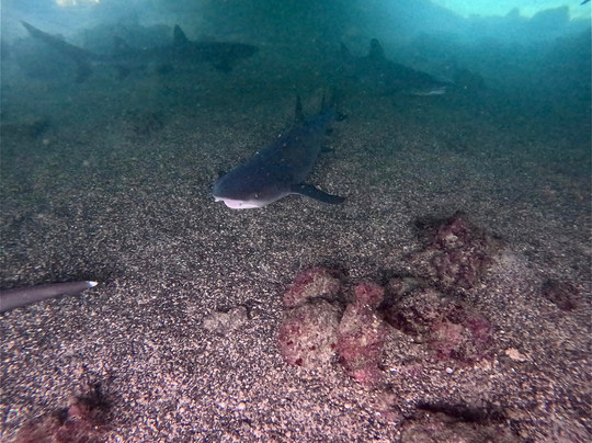 Galapagos by Local Guides-圣克鲁斯必去景点