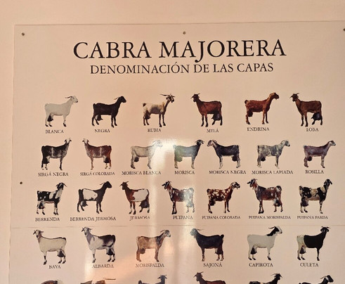 Museo del Queso Majorero-Antigua必去景点