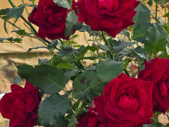 Park Vitrine Das Flores-塞拉内格拉必去景点